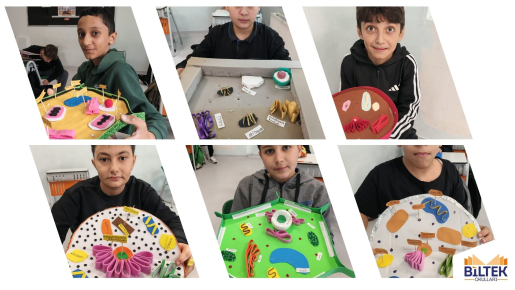 7/B SINIFIMIZDAN HÜCRE MODELLERİ